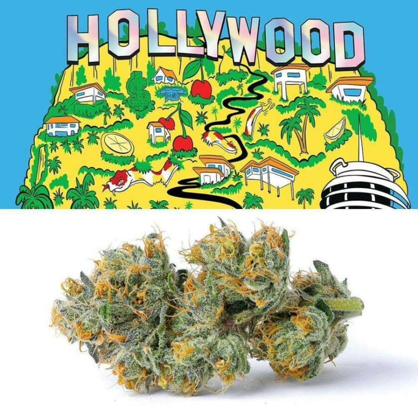Cookies Indoor Flowers - Hollywood (7g Hybrid)
